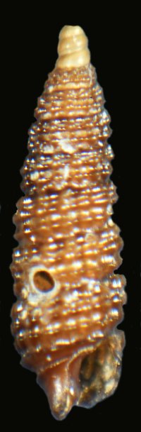 4 CERITHIOPSIDAE a determinare